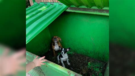 Puppies found inside dumpster in downtown St. Louis